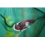 Betta splendens Dumbo male - Siamese kempvis Dumbo man ( div. kleuren)